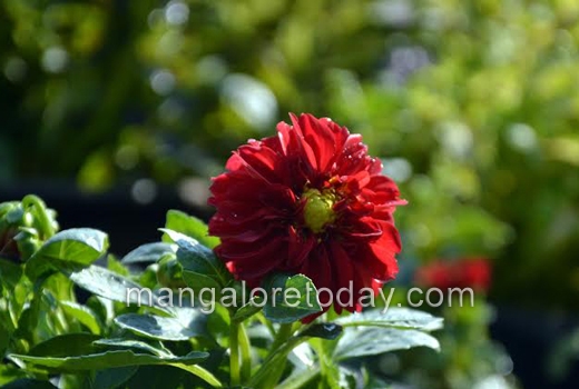 flower show at kadri park 1